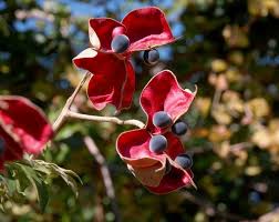 Image result for Brackenridgea zanguebarica