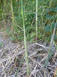 Image result for Phragmites karka