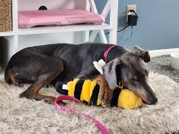 Jak wprowadzić nowego dobermana do domu, w którym są koty, które mają ...