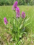 Dactylorhiza majalis - May Dactylorhiza