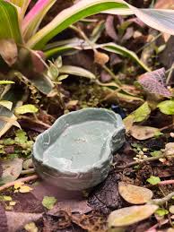 Isopod appreciation lol