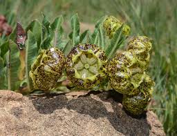 Image result for Pachycarpus appendiculatus