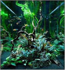 Simonsaquascapeblog Aquascape Aquarium Tropical Fish Tanks Aquarium Fish