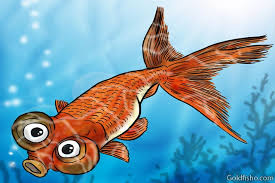 Ive had 4 goldfish outside in a huge plastic container for years now, theyve gotten pretty big. Celestial Eue Goldfish Bug Eyed Goldfish Stargazer Goldfish