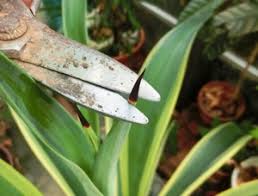 リュウゼツラン アガベ の植え替え 歯いさい Blog