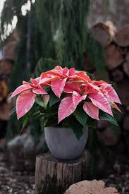 Hueter's greenhouses in york, pennsylvania, is a full service greenhouse and garden center, serving all of york county. Poinsettias The Christmas Miracle Flower Hueter S Greenhouses