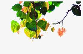 Bodhi Tree Leaves Material Png Clipart Bodhi Bodhi Clipart Bodhi Tree Green Green Leaves Free Png