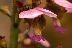 Image result for Eulophia horsfallii