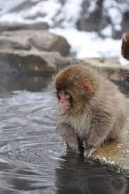 Little Snow Monkey Japan Animals Beautiful Monkeys Funny Cute Animals