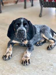 Bluetick coonhounds, named for the pattern on their coats, are a hunting dog that loves nothing more than to chase down their prey and capture it for their humans. Oklahoma City Ok Bluetick Coonhound Meet Chandler A Pet For Adoption