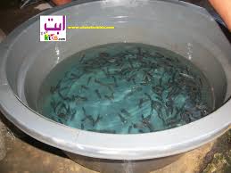 Pada tahapan ini pastikan ikan diletakkan di area terbuka untuk mencegah cepat mati. Budidaya Ikan Guppy Menggunakan Ember Infoakuakultur Com