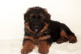 Breeders that guarantee their puppies will exhibit specific characteristics, look a certain way or grow to an exact size are providing false information. German Shepherd Puppies Edgerton Wi Brimkahaus