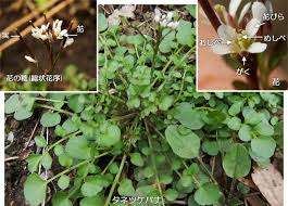科学技術館メールマガジン 自然と友だち