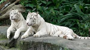 Among all the tigers, white tigers are very beautiful and fascinating. White Tiger Singapore Zoo Wildlife Reserves Singapore