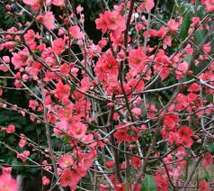 Texas scarlet flowering quince chaenomeles speciosa 'texas scarlet' height: Plant Monday Japanese Dwarf Flowering Quince Flowering Quince Chaenomeles Ornamental Plants