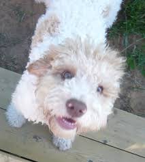 Maybe you would like to learn more about one of these? Living With A Lagotto Romagnolo A Fluffy Hypoallergenic Dog Breed Pethelpful