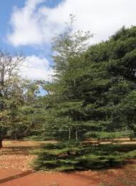 Image result for Terminalia tricristata