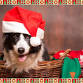 Santa Paws 2025 | 29th November event image