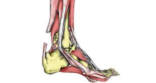 Achilles Tendon Pain Symptoms Causes Treatment Exercises