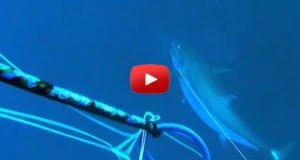 Spearfishing can be dangerous if not done properly. Mozambique Archives Spearfishing Zone