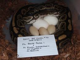 Ball Python Breeding Guide