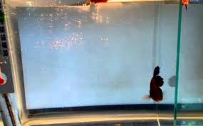 King Betta Care Vang Bettas