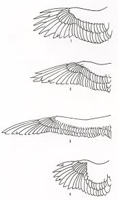 Wing Drawing Sandy Scott 1 Soaring Birds Hawks Eagles Ravens 2 Fast Flying Birds Swallows Swifts Birds Ducks Gee Bird Drawings Wings Drawing Wings