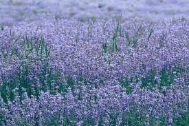 피는 보라색 꽃과 라벤더 밭 · 무료 스톡 사진