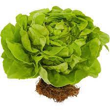 Butter Lettuce Walmart Com Greenhouse Growing Lettuce Types Of Lettuce