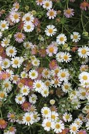 Image result for Erigeron karvinskianus