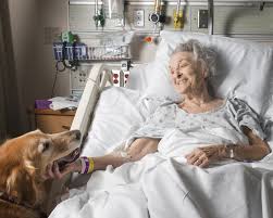 Instead, it is used in combination with other forms of treatment. Animal Assisted Therapy Northwest Community Healthcare