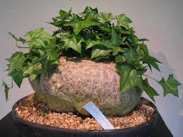 Image result for Gerrardanthus lobatus