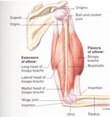 On the posterior side of the arm the extensor muscles, such as the extensor carpi ulnaris and. Female Arm Muscle Diagram Google Search Biceps Bicep Muscle Biceps Workout