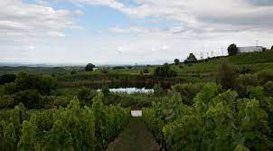 A Guide To Greece S Wineries And Vineyards You Can Visit