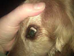 Geschwulst Auge Warze Ohr Gesundheit Das Hundeforum