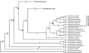 Image result for Polystachya ruwenzoriensis