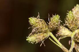 Image result for Fuirena pubescens