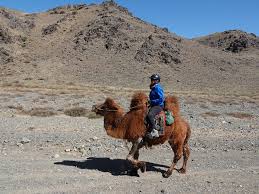 A comparison chart could be created to show how the horses fared in the desert compared to the camels. Desert Traveler On Camel Back Gobi Mongolia Stone Horse Mongolia