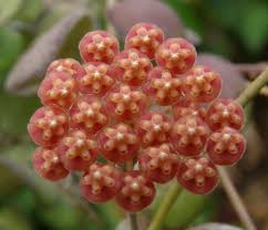 Hoya Bilobata Wax Plantvine Porcelain Flower Rare Uncommon Houseplant Shade Garden By Euphorbiamiliigarden On Et Porcelain Flowers House Plants Euphorbia Milii