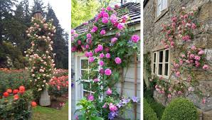 Climbing roses are aggressive growers. Wonderful Ideas For Fabulous Decorations In The Garden With Climbing Roses My Desired Home