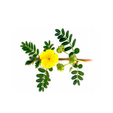 Image result for Tribulus excrucians