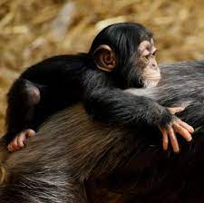 Chimp On The Back Baby Chimpanzee Pet Monkey Chimpanzee