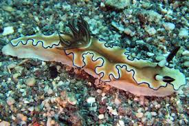 Image result for Selago albomarginata