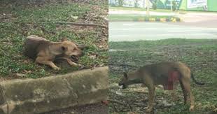 Woman Demands Justice For A Dog In Setia Alam Whose Stomach Was Allegedly Slashed Open Fly Fm