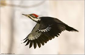 Birds That Start With J Pileated Woodpecker In Flight By Raymond J Barlow Woodpecker Pet Birds Wild Birds
