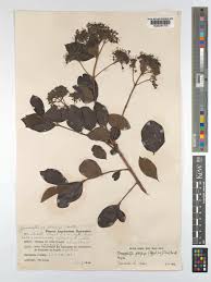 Image result for Crossopteryx