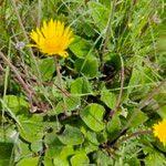 Image result for Haplocarpha scaposa