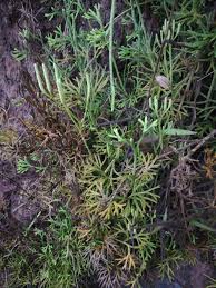 Image result for Lycopodiaceae