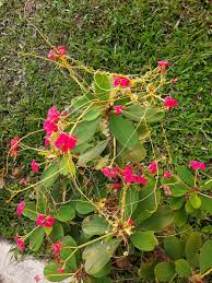 Image result for Cuscuta australis