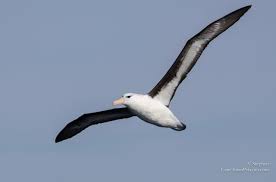 Image result for Satyrium buchananii